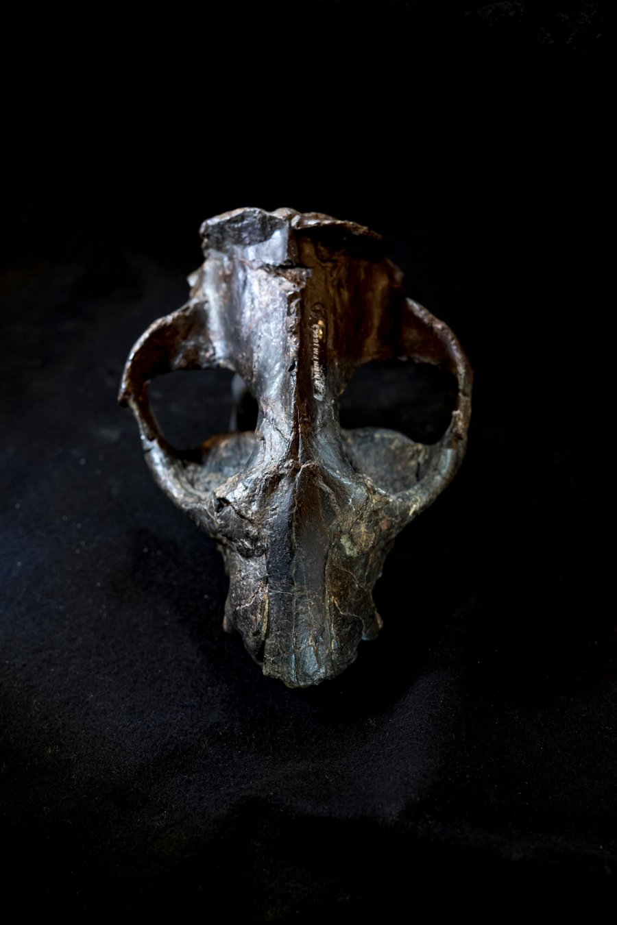 After dinosaurs disappeared, mammals grew bigger at a faster rate and died young