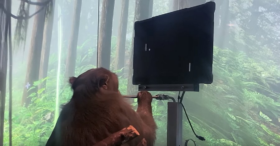 Watch: Elon Musk’s Neuralink says this monkey is playing Pong with its mind
