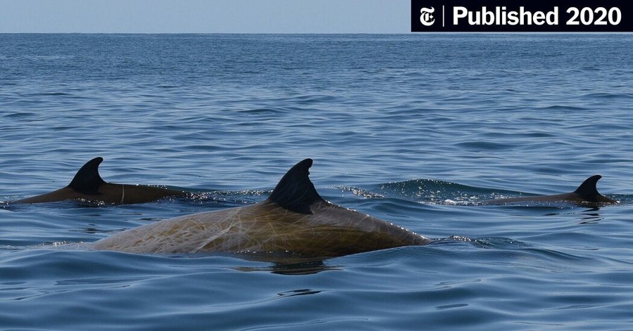 Beaked Whale Shatters Record With 3 Hour 42 Minute Dive