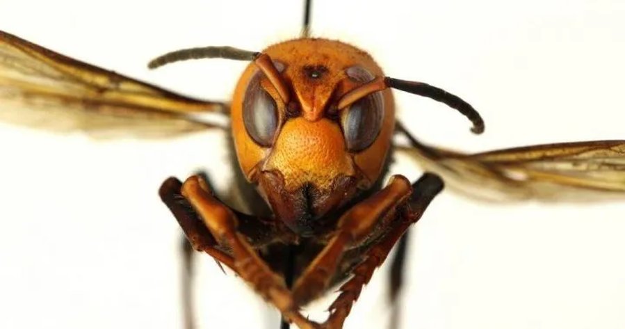 ‘Murder hornet’ nest discovered near British Columbia border